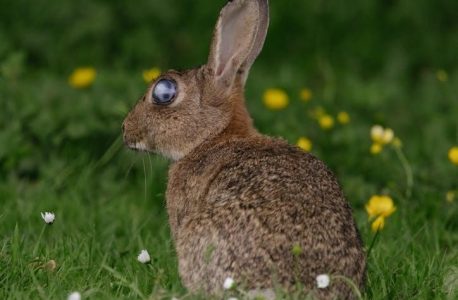 printable bunny ears template pdf