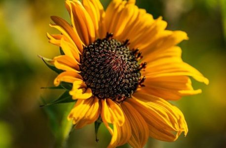 the plant paradox quick and easy pdf free download