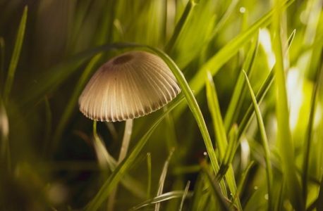 iowa mushroom guide