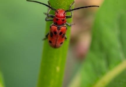 bug in guide