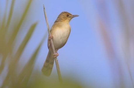 birds of wisconsin field guide