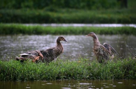 rain bird e-9c manual