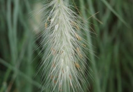 wild edible plants of texas pdf